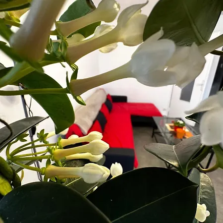 Les Dômes Du Parc 4e App T3 Et T1 Proche De Toutes Commodités Apartamento *